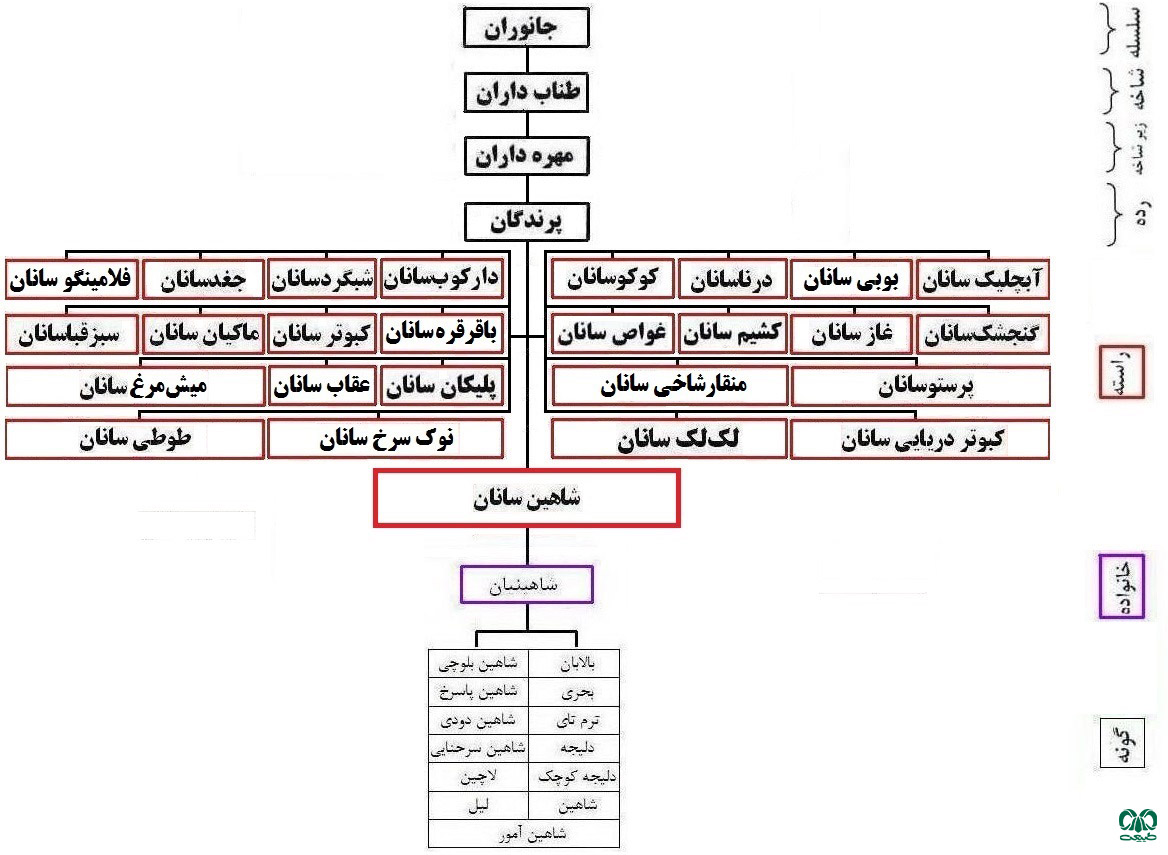  خانواده شاهین ها در ایران 13