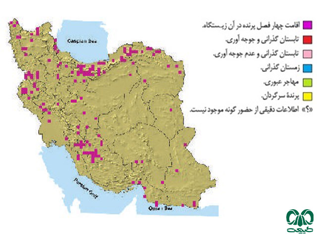 گونه کرکس در ایران