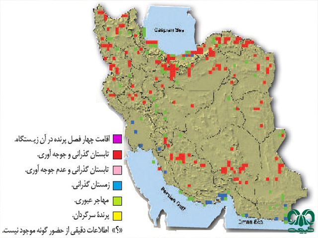 گونه هدهد در ایران