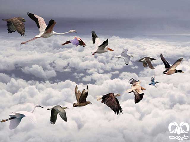 مسیر مهاجرت پرندگان