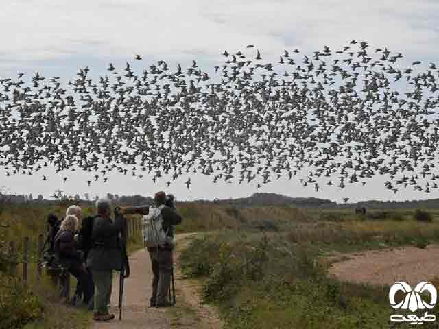  ردیابی مسیر مهاجرت پرندگان