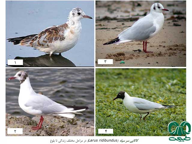 شناسایی پرندگان