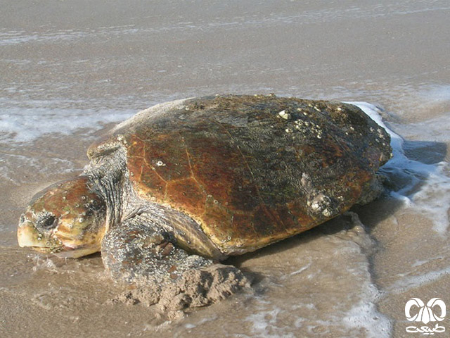  شناخته‌ شده‌ترین گونه لاکپشت دریایی