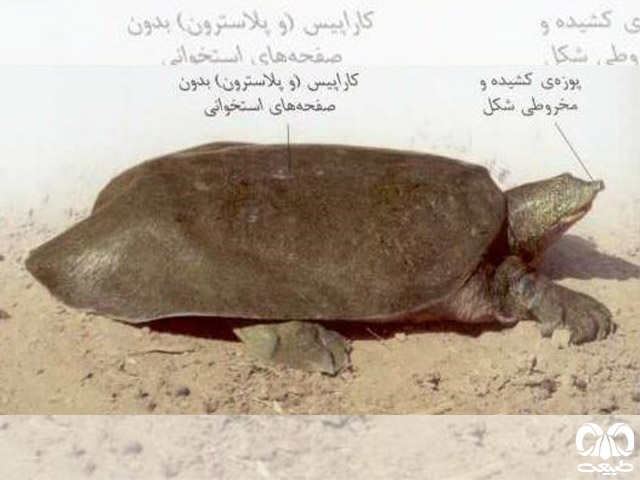 وضعیت حفاظتی گونه لاکپشت فراتی 