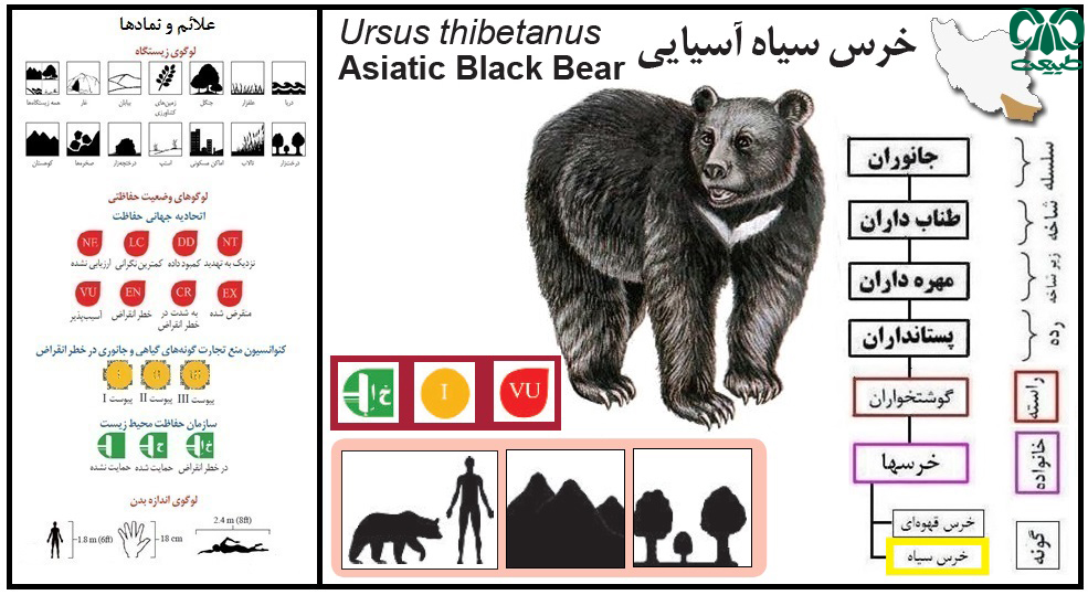 جثه خرس سیاه کوچک‌تر از خرس قهوه‌ای