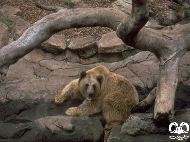ویژگی‌های زیستی گونه خرس قهوه‌ای