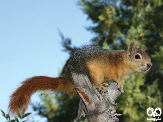 ویژگی‌های زیستی گونه سنجاب ایرانی