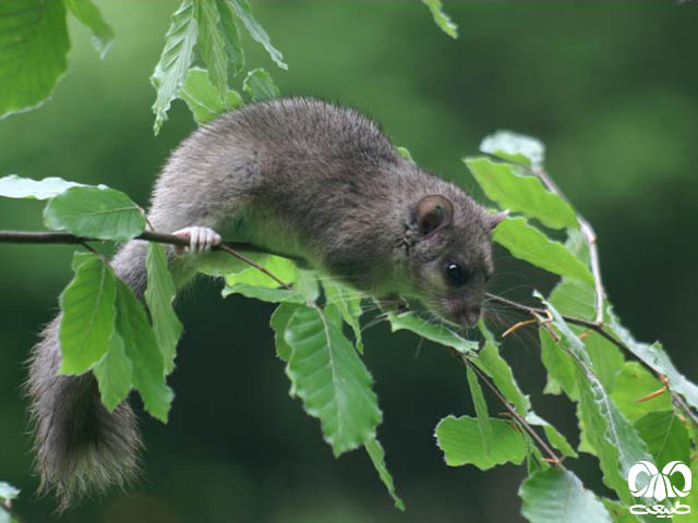 ویژگی‌های ظاهری گونه سنجابک جنگلی