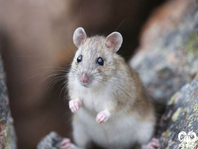 ویژگی‌های ظاهری گونه موش هیمالیایی