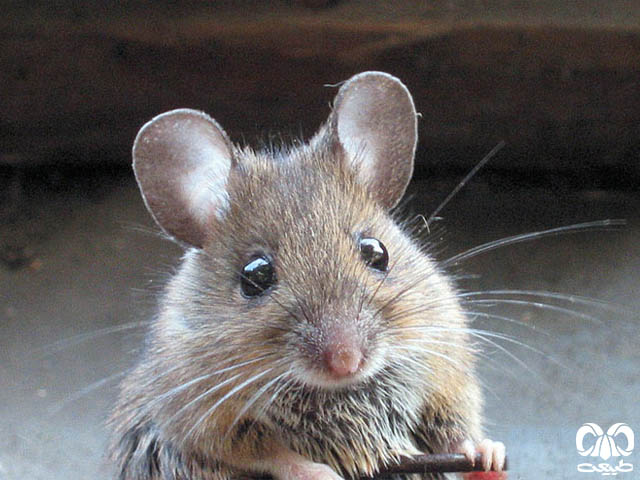 ویژگی‌های زیستی گونه موش خانگی