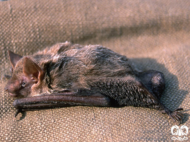 ویژگی‌های زیستی گونه خفاش سروتین هندی 