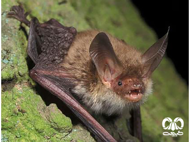 ویژگی‌های ظاهری گونه خفاش مایوتیس انگشت دراز