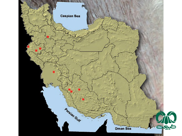  خفاش مایوتیس انگشت دراز در ایران