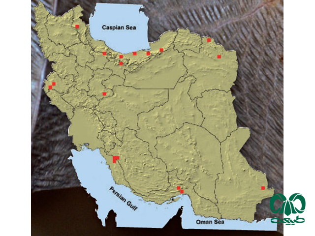 خفاش حنایی در ایران
