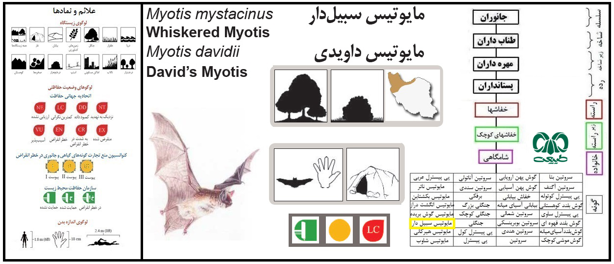 گونه خفاش مایوتیس سبیل‌دار 