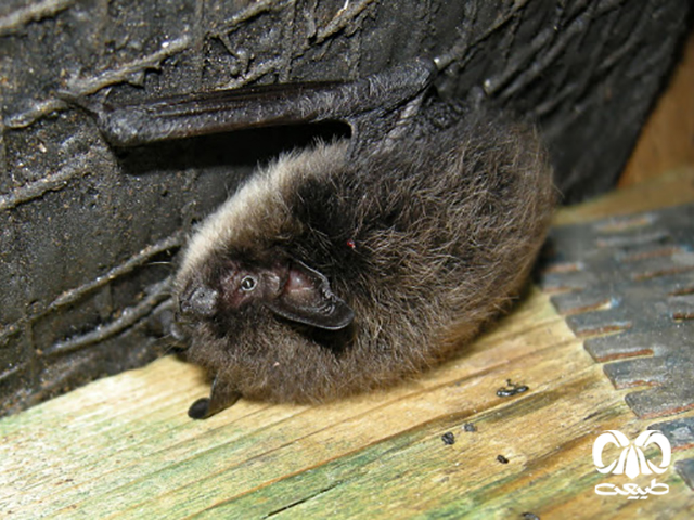 ویژگیهای زیستی گونه خفاش مایوتیس سبیل‌دار