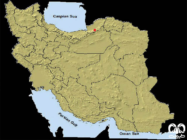 خفاش مایوتیس هیرکانی در ایران