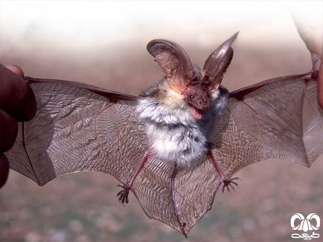 ویژگی‌های ظاهری گونه خفاش گوش بلند کوهستانی