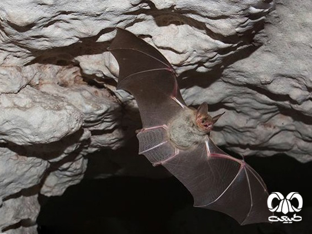 ویژگی‌های زیستی گونه خفاش مایوتیس گوش موشی کوچک