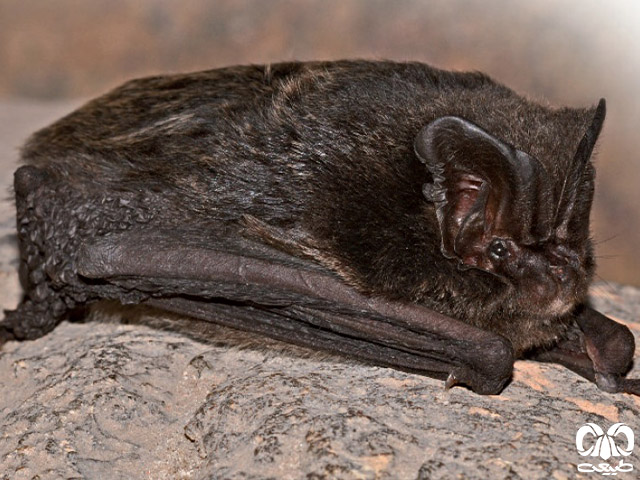 ویژگی‌های زیستی گونه خفاش گوش پهن اروپایی