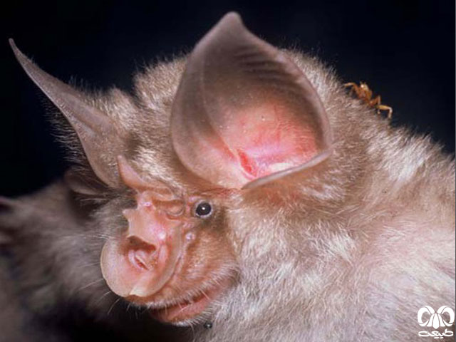 ویژگی‌های ظاهری گونه خفاش نعل اسبی مدیترانه‌ای
