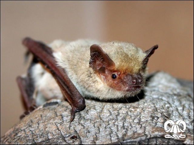  ویژگی‌های ظاهری گونه خفاش بال سفید 