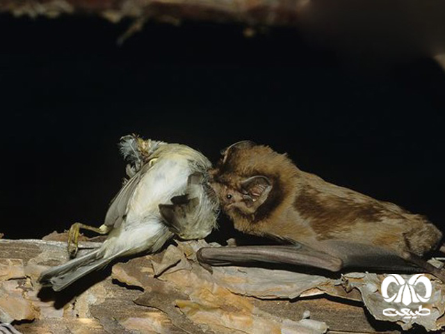 ویژگی‌های زیستی گونه خفاش جنگلی بزرگ
