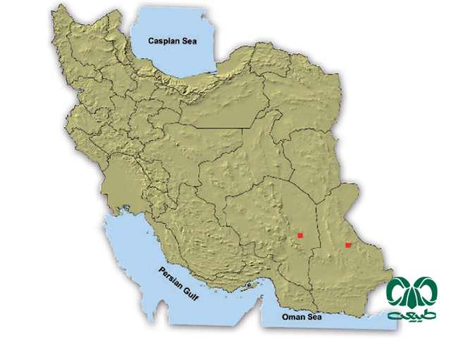 خفاش زرد در ایران
