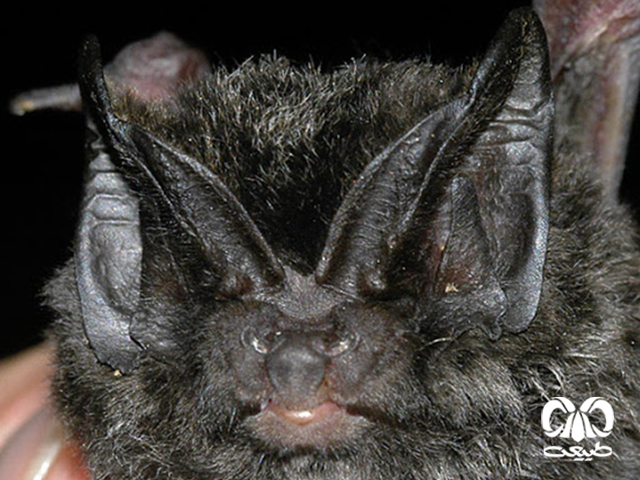 ویژگی‌های ظاهری گونه خفاش گوش پهن آسیایی