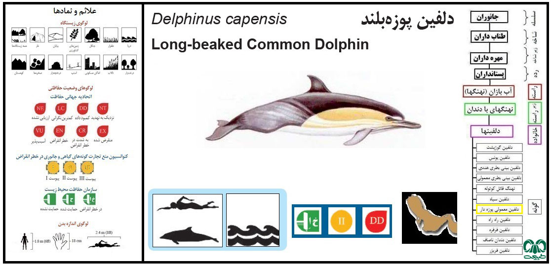 دلفین معمولی پوزه‌ دراز