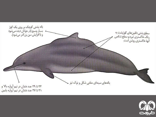 ویژگی‌های ظاهری گونه دلفین گوژپشت