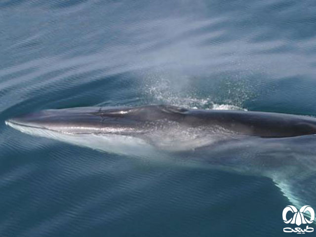  ویژگی‌های زیستی گونه نهنگ باله پشتی