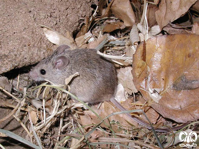 ویژگی‌های زیستی گونه موش مقدونیه