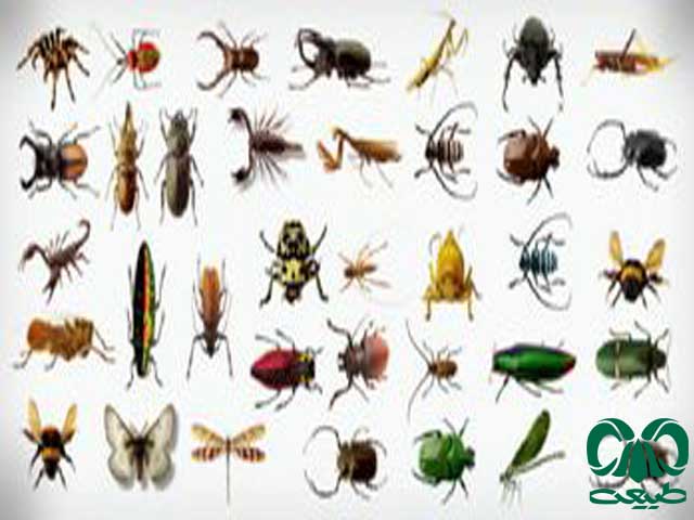 تنوع حشرات