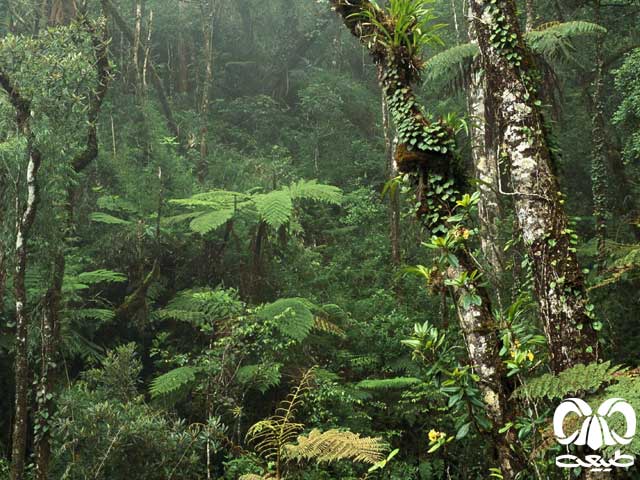 جنگل‌های استوایی