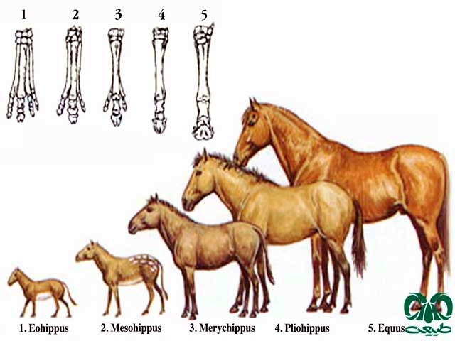 تکامل اسب