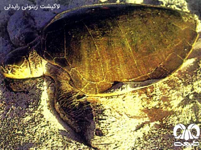 لاکپشت زیتونی رایدلی