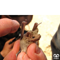 گونه خفاش دم‌‌موشی کوچک  Lesser Mouse-tailed Bat