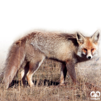 گونه روباه معمولی