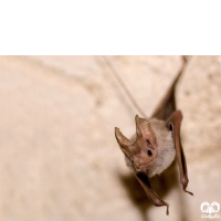 گونه خفاش دم‌موشی مسقطی Small Mouse-tailed Bat