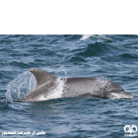 دلفین بینی بطری معمولی Bottlenose Dolphin