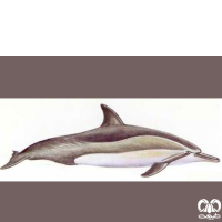 گونه دلفین فرفره Spinner Dolphin