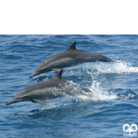 گونه دلفین معمولی پوزه‌ دراز Long-Beaked Common Dolphin