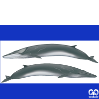 گونه نهنگ باله پشتی 
