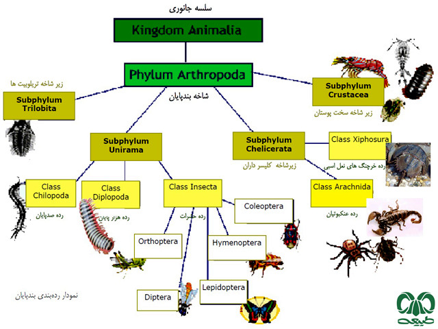 تاکسونومی