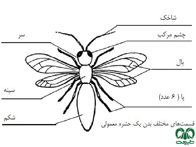 ویژگی‌های حشرات