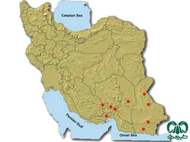  زیستگاه وزغ بی‌گوش ایرانی