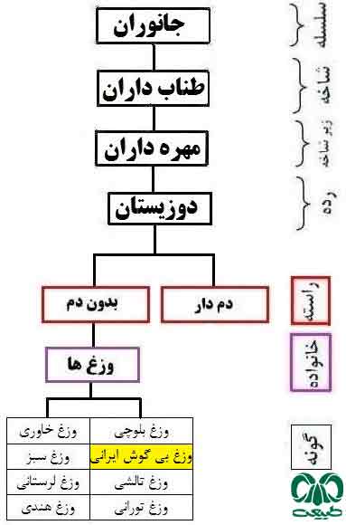 طبقه‌بندی گونه وزغ بی‌گوش