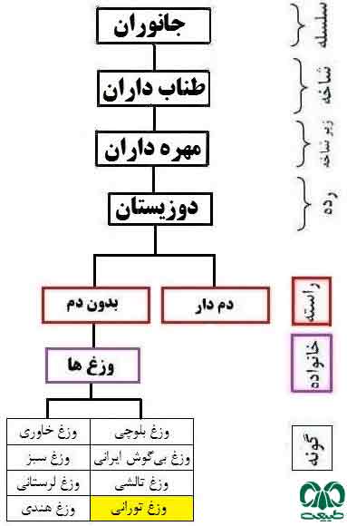 طبقه‌بندی گونه وزغ