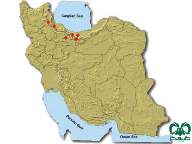 جنگلی در ایران